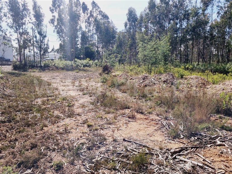 Azenha / Águeda, Trofa, Segadães e Lamas do Vouga