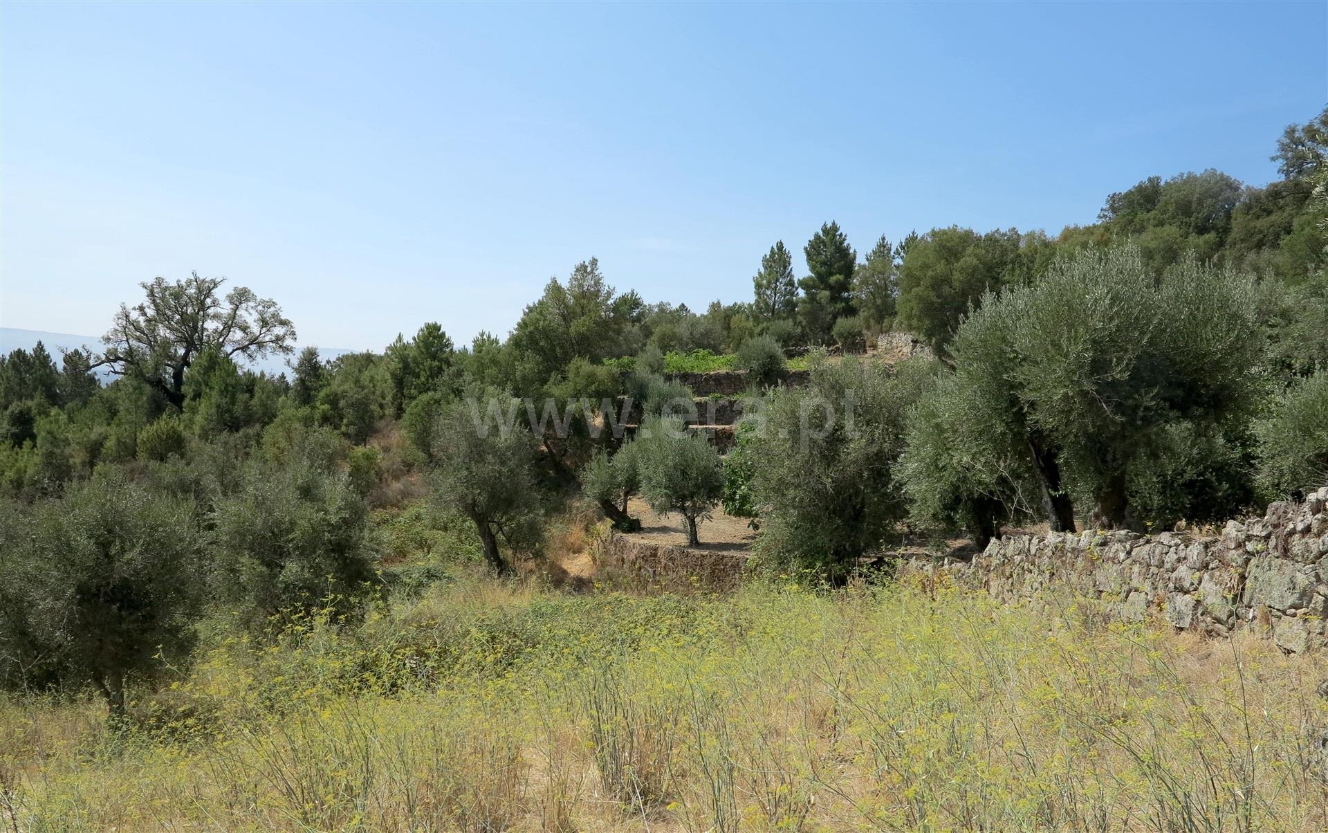 Terreno em Fornos de Algodres