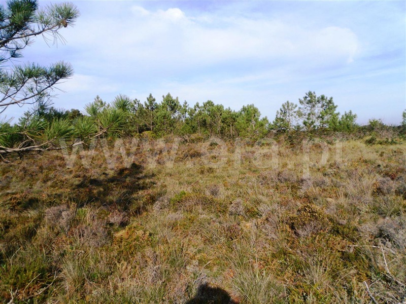 Herdade  Aljezur, Bordeira - 993807 - 3