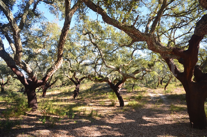 Herdade  Almeirim, Raposa - 1371552 - 1