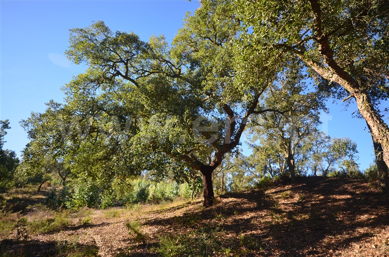 Herdade  Almeirim, Raposa - 1371552 - 2