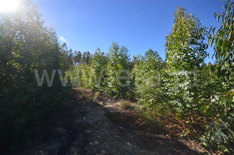 Herdade  Almeirim, Raposa - 1371552 - 3