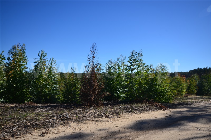 Herdade  Almeirim, Raposa - 1371552 - 5