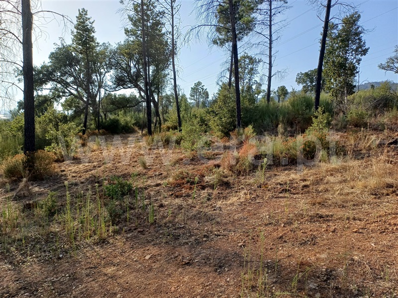 Herdade  Fundão, Pêro Viseu - 1503263 - 6