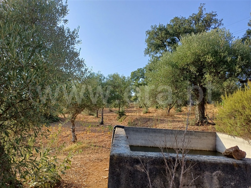 Herdade  Fundão, Pêro Viseu - 1503263 - 7