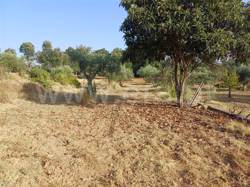 Herdade  Fundão, Pêro Viseu - 1503263 - 9