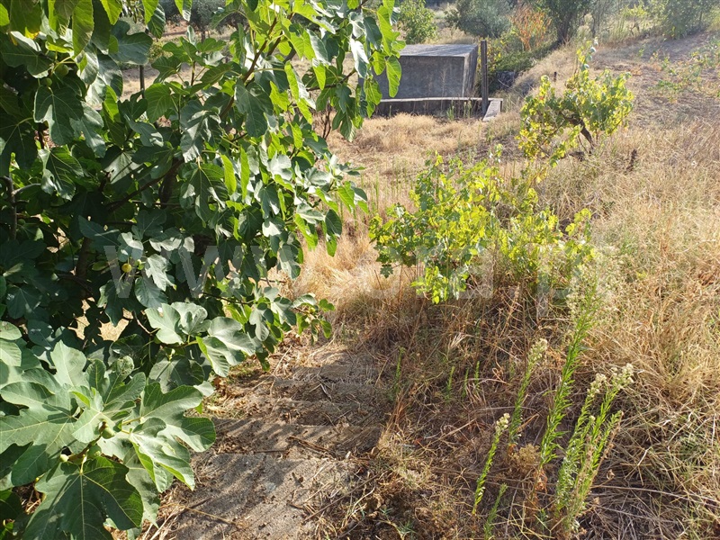Herdade  Fundão, Pêro Viseu - 1503263 - 10