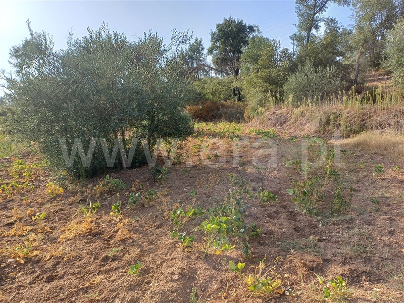 Herdade  Fundão, Pêro Viseu - 1503263 - 11
