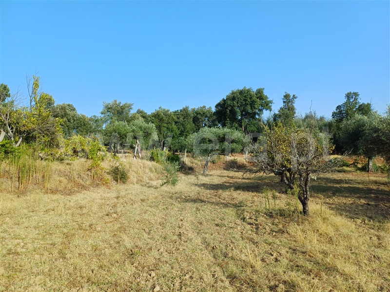Herdade  Fundão, Pêro Viseu - 1503263 - 15