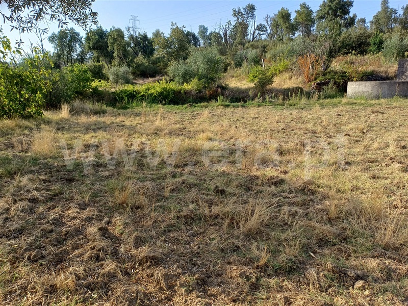 Herdade  Fundão, Pêro Viseu - 1503263 - 18