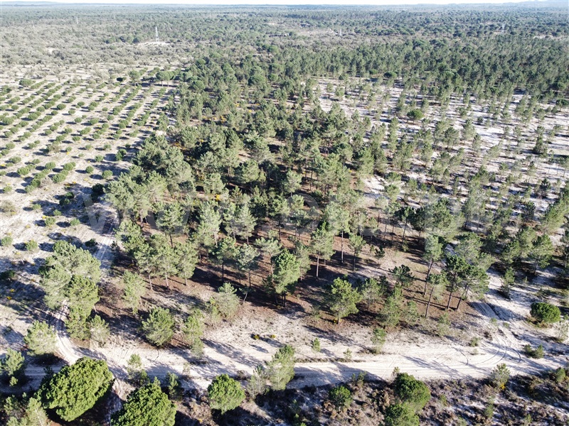 Herdade  Grândola, Grândola e Santa Margarida da Serra - 1385426 - 1