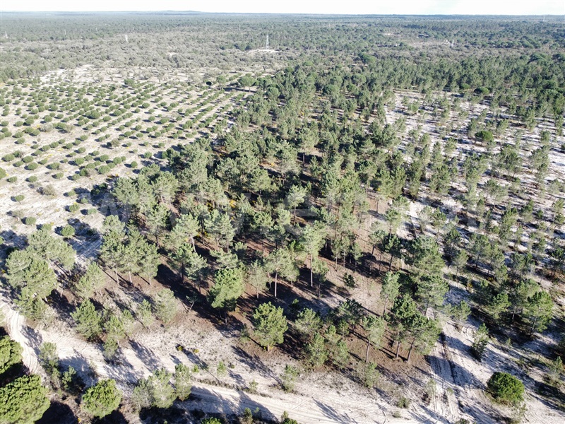 Herdade  Grândola, Grândola e Santa Margarida da Serra - 1385426 - 2