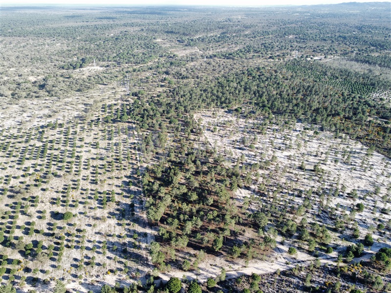 Herdade  Grândola, Grândola e Santa Margarida da Serra - 1385426 - 5