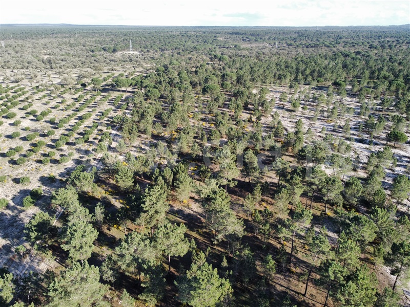 Herdade  Grândola, Grândola e Santa Margarida da Serra - 1385426 - 7