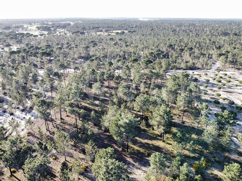 Herdade  Grândola, Grândola e Santa Margarida da Serra - 1385426 - 9