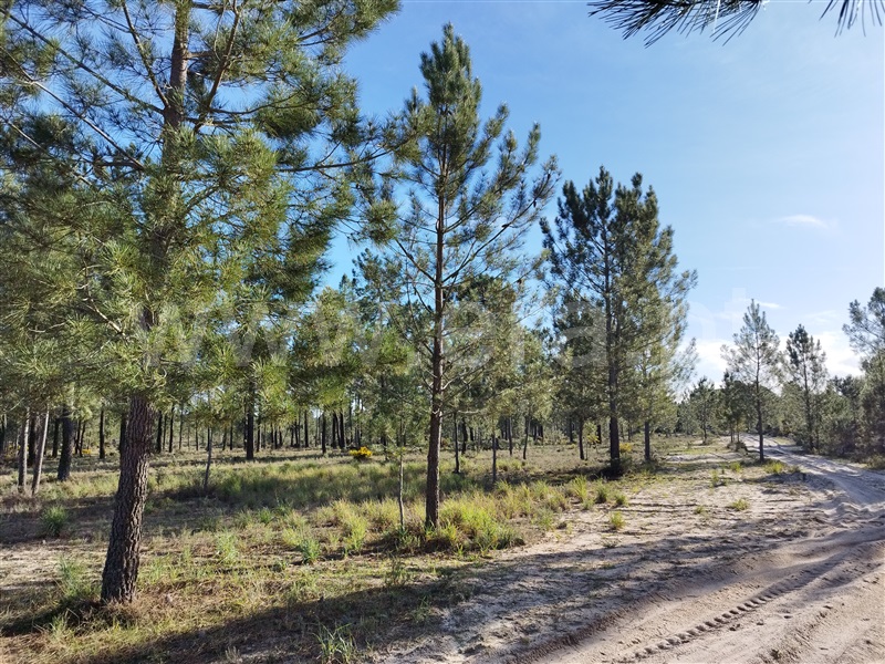 Herdade  Grândola, Grândola e Santa Margarida da Serra - 1385426 - 11