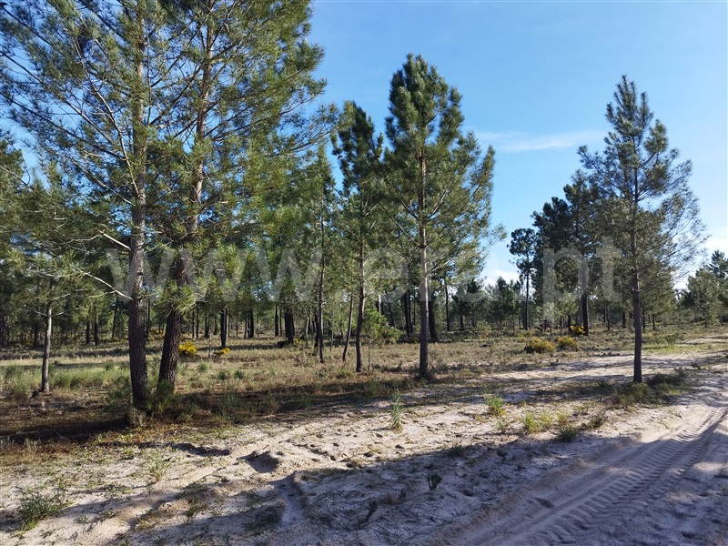 Herdade  Grândola, Grândola e Santa Margarida da Serra - 1385426 - 12