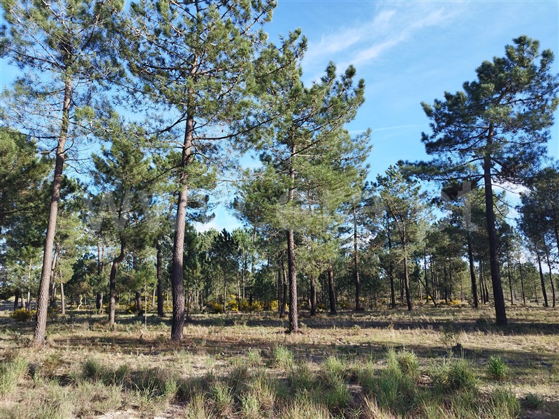 Herdade  Grândola, Grândola e Santa Margarida da Serra - 1385426 - 13