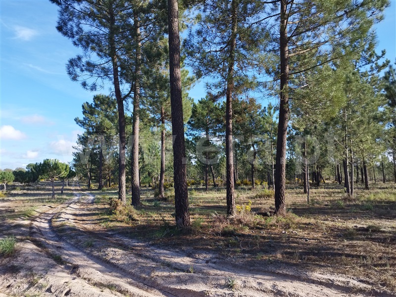 Herdade  Grândola, Grândola e Santa Margarida da Serra - 1385426 - 14