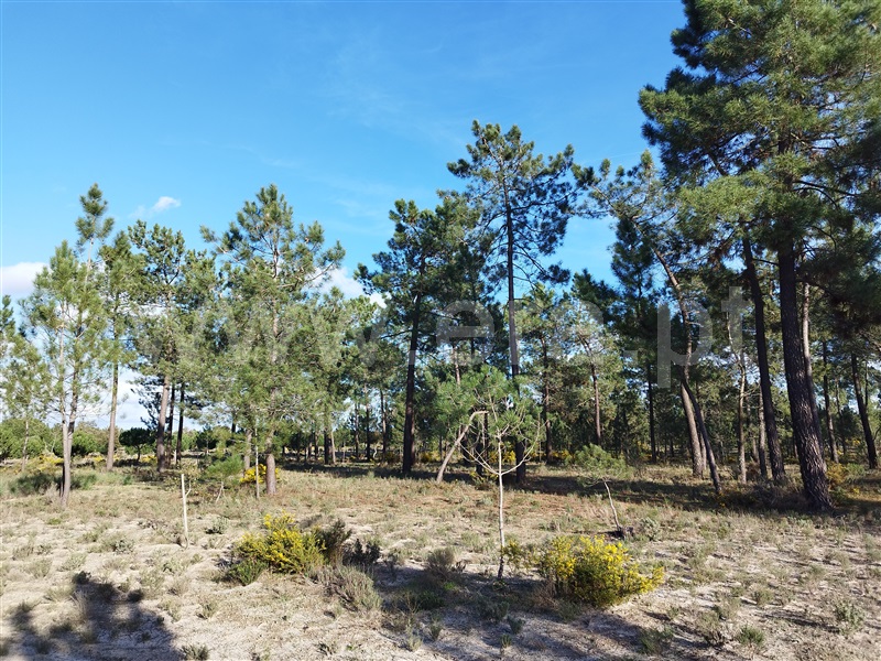 Herdade  Grândola, Grândola e Santa Margarida da Serra - 1385426 - 15
