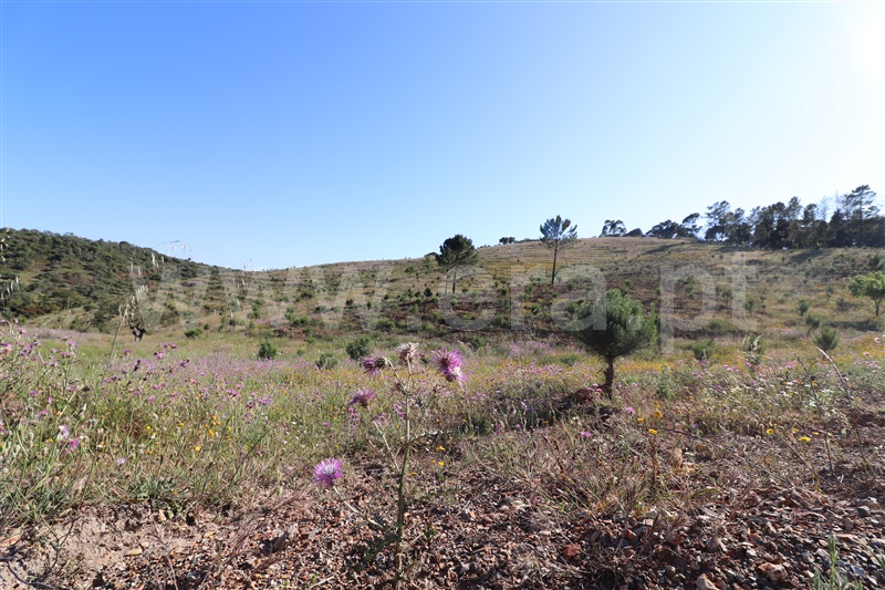Herdade  Loulé, Querença, Tôr e Benafim - 1170366 - 11