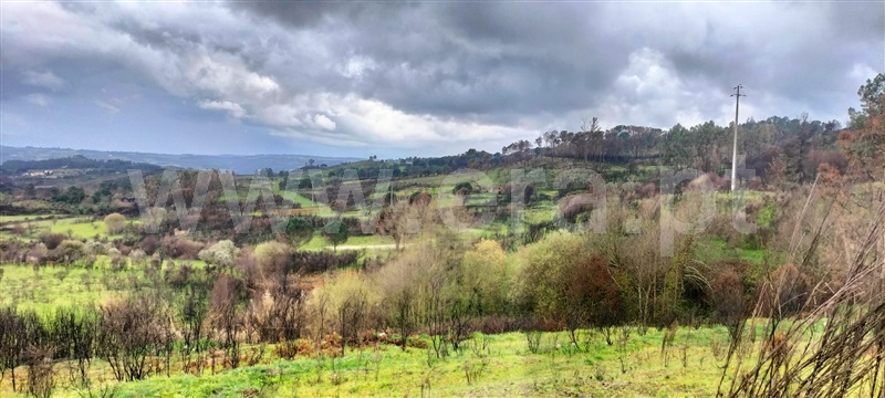 Herdade  Mangualde, Santiago de Cassurrães e Póvoa de Cervães - 1483433 - 8