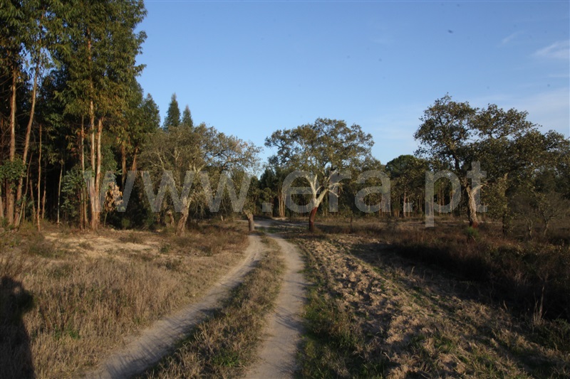 Herdade / Montemor-o-Novo, Cabrela