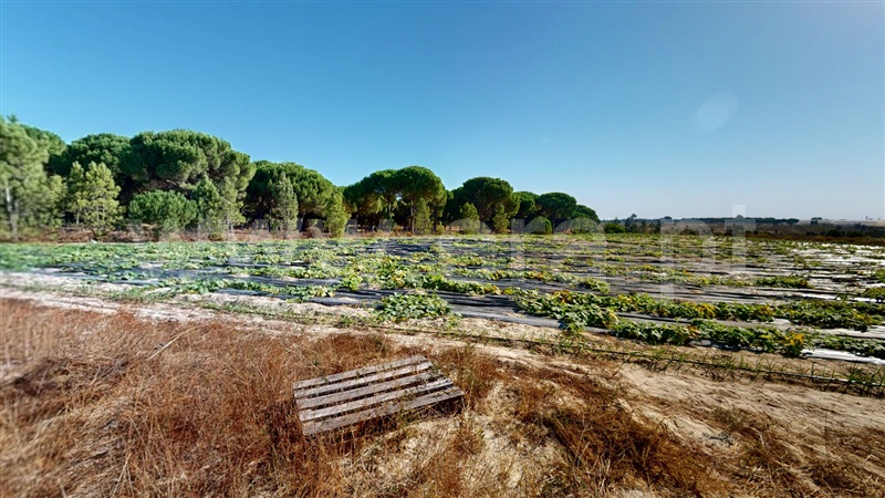 Herdade / Montijo, Pegões