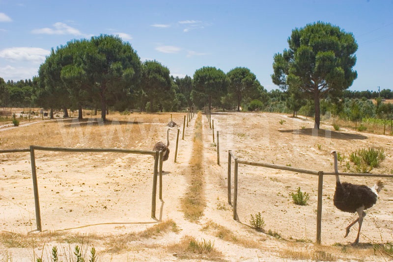 Armazém T7 Montijo, Pegões - 1513559 - 11