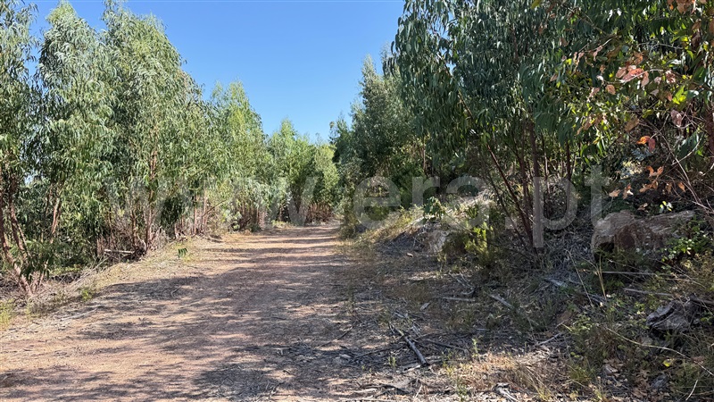 Herdade  Odemira, Casa Nova da Cruz - 1496533 - 20