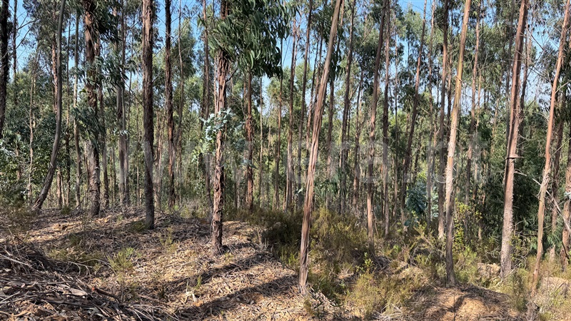 Herdade  Odemira, Casa Nova da Cruz - 1496533 - 40