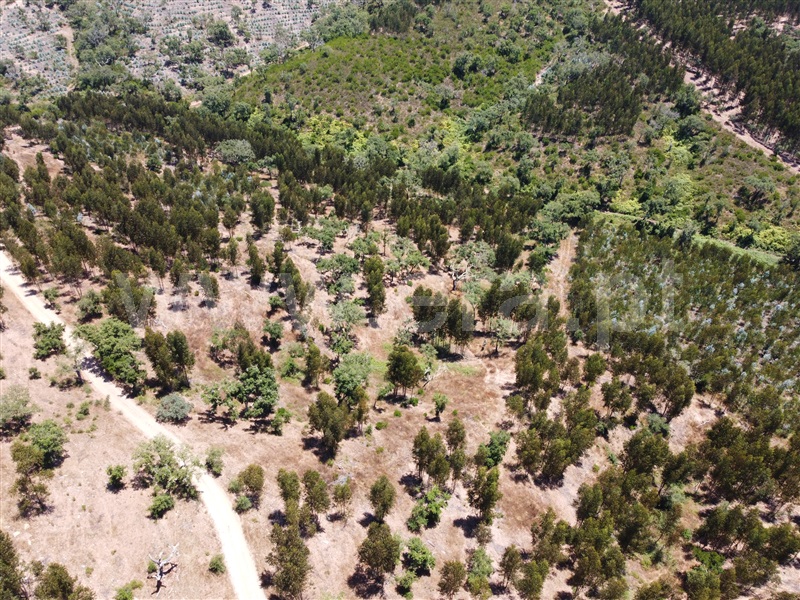 Herdade  Odemira, Relíquias - 1181719 - 6