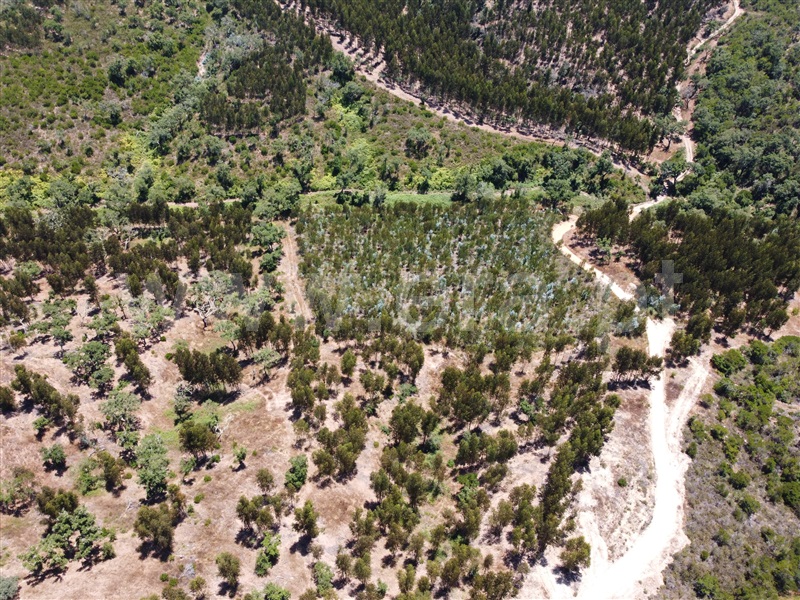 Herdade  Odemira, Relíquias - 1181719 - 7