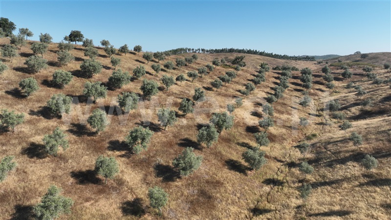 Herdade  Odemira, Saboia - 1415578 - 13