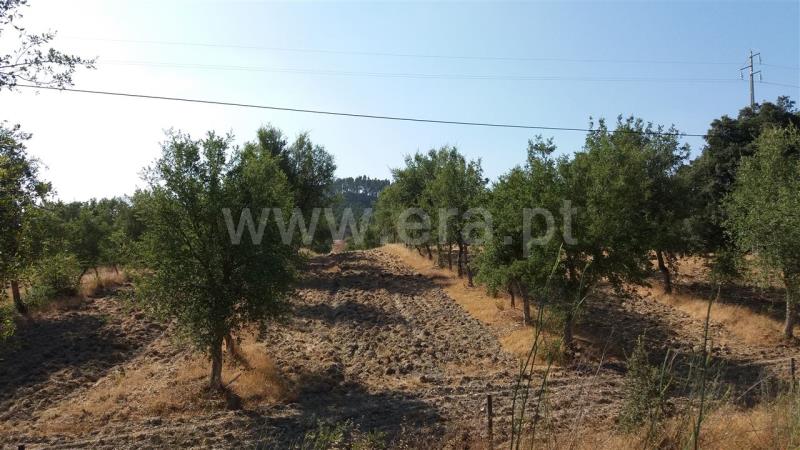 Herdade  Odemira, São Martinho das Amoreiras - 832511 - 6