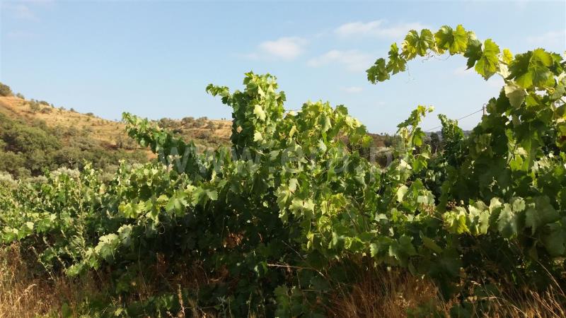 Herdade  Odemira, São Martinho das Amoreiras - 832511 - 8