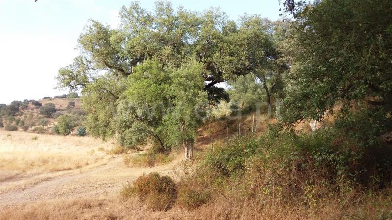 Herdade  Odemira, São Martinho das Amoreiras - 832511 - 14