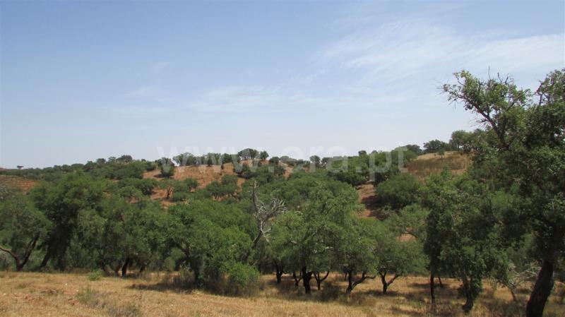 Herdade  Odemira, São Martinho das Amoreiras - 832511 - 10