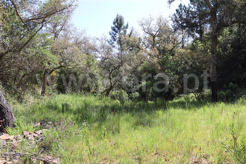 Herdade  Odemira, São Teotónio - 1165808 - 19