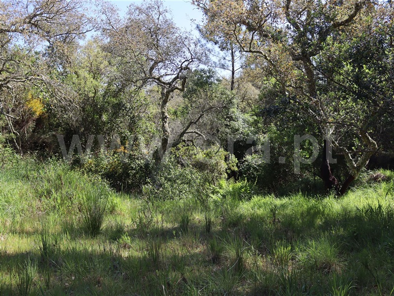 Herdade  Odemira, São Teotónio - 1165808 - 20