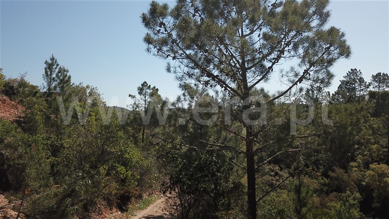 Herdade  Odemira, São Teotónio - 1165808 - 2