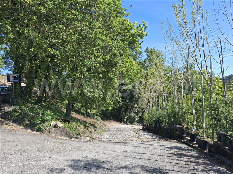 Herdade  Penafiel, Eja - 1480394 - 3
