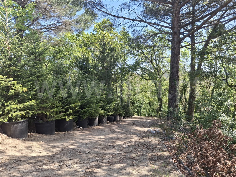 Herdade  Penafiel, Eja - 1480394 - 5