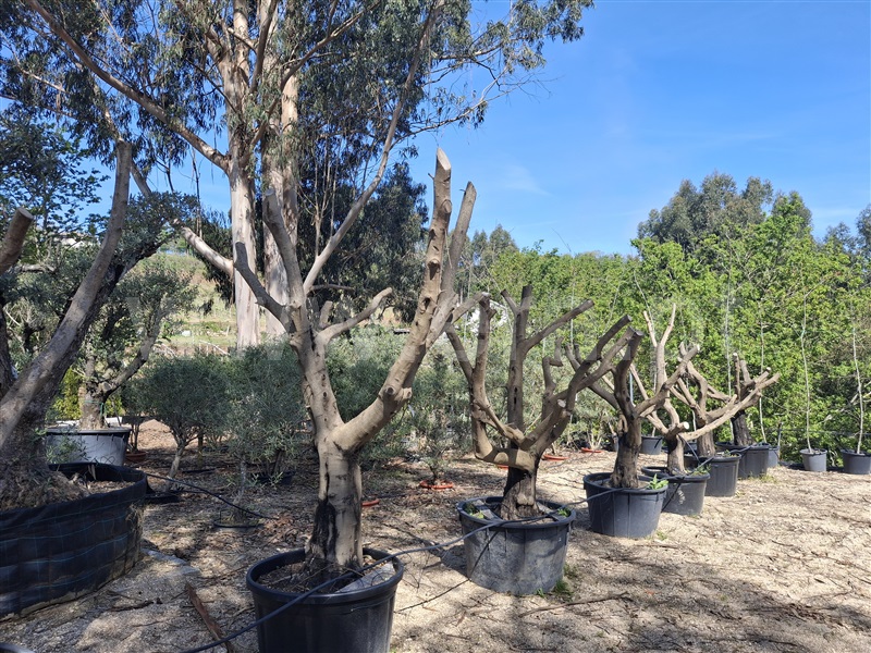 Herdade  Penafiel, Eja - 1480394 - 6