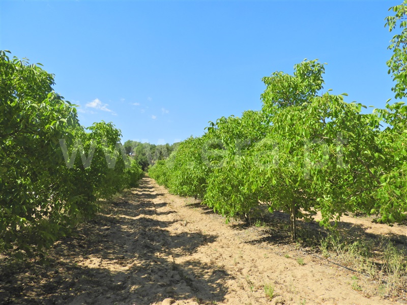 Herdade  Salvaterra de Magos, Foros de Salvaterra - 1483867 - 2