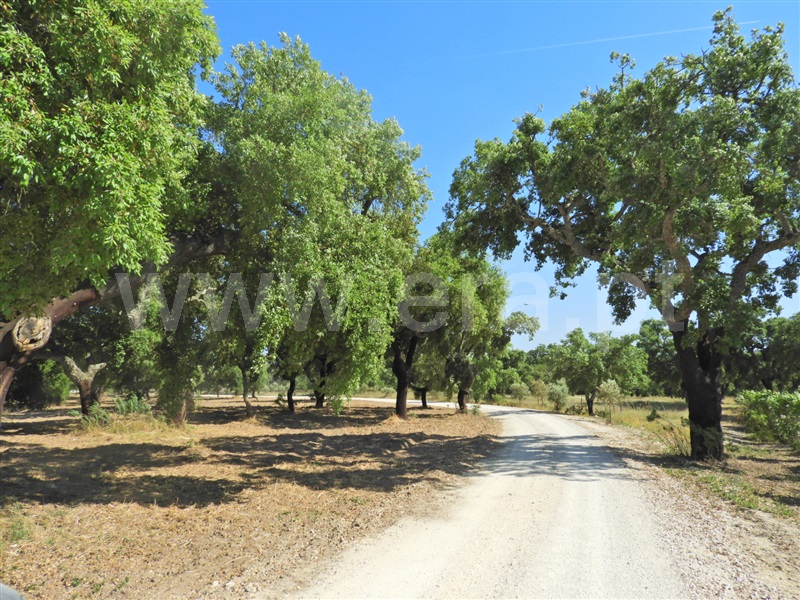 Herdade  Salvaterra de Magos, Foros de Salvaterra - 1483867 - 3