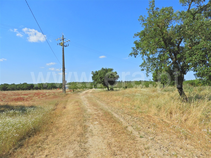 Herdade  Salvaterra de Magos, Foros de Salvaterra - 1483867 - 5