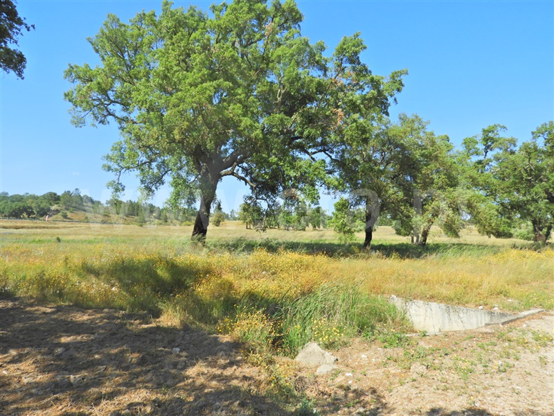 Herdade  Salvaterra de Magos, Foros de Salvaterra - 1483867 - 6