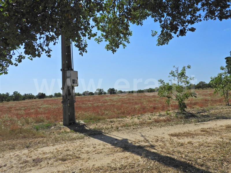 Herdade  Salvaterra de Magos, Foros de Salvaterra - 1483867 - 8
