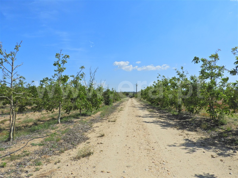 Herdade  Salvaterra de Magos, Foros de Salvaterra - 1483867 - 9